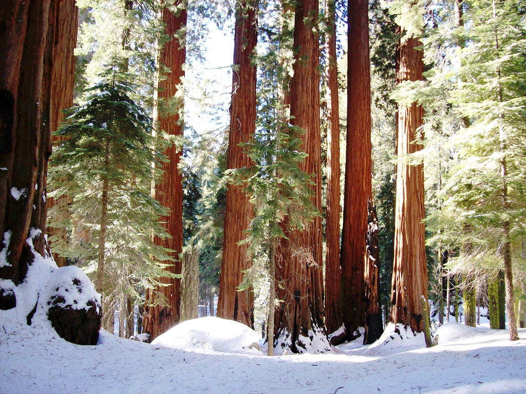 Unexpected snow in the forest