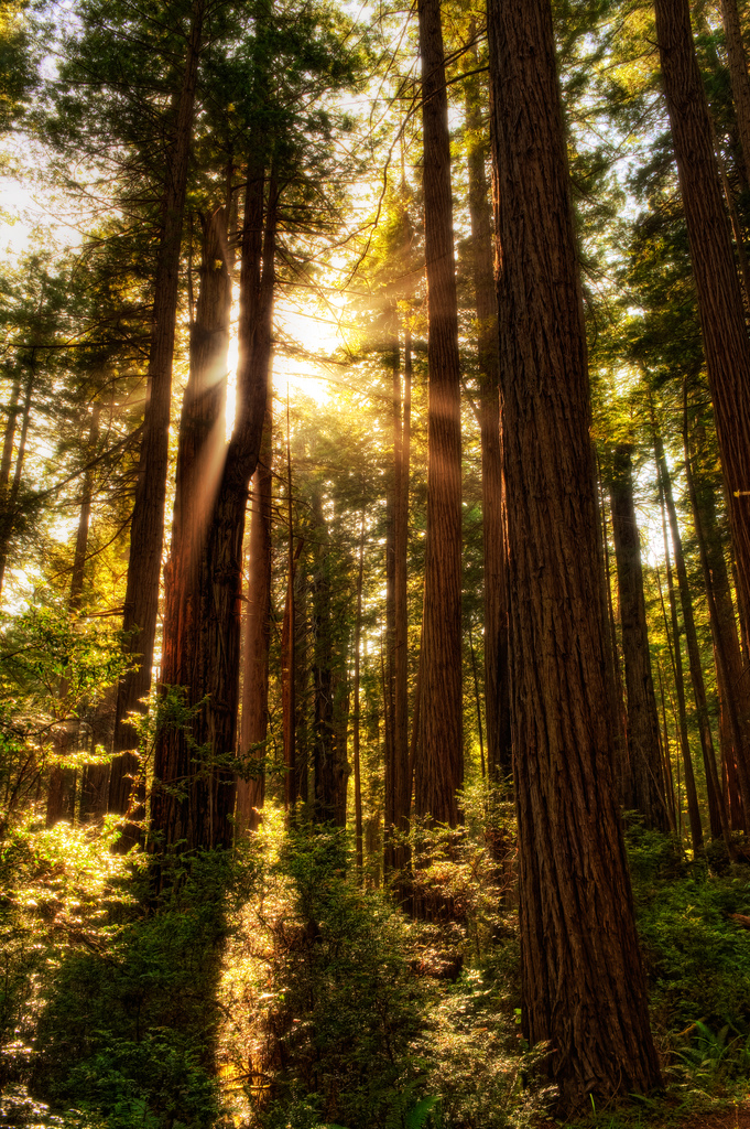 Redwood National Park